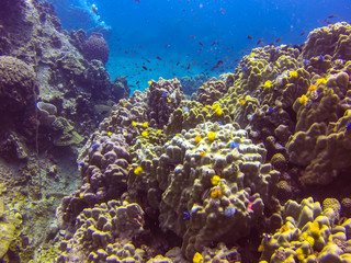 Naklejka na ściany i meble coral and marine life