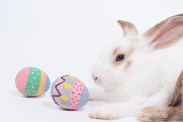 White and brown rabbit looking to color painted Easter eggs, symbol Easter celebration.