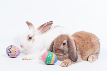 White and brown rabbit looking to color painted Easter eggs, symbol Easter celebration.