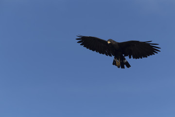 Common black hawk flies over hunting for its prey.  Its beautiful Black feathers shine depending on how light hits them, or cast an ominous shadow over its pray. the only yellow details are its Sharp 