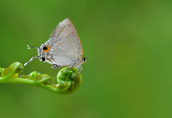 Obraz premium Butterfly