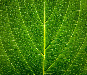 Green leaf background