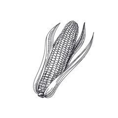 Beautiful vector hand drawn vegetables Illustration. 