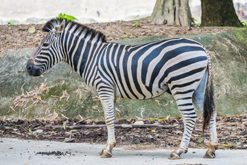 A zebra under captivity in a private zoo