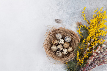 Quails eggs in nest and yellow flowers. Easter greeting card