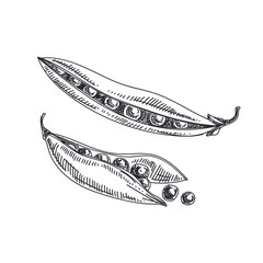 Beautiful vector hand drawn vegetables Illustration. 