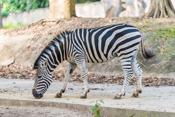 Fototapeta na wymiar A zebra under captivity in a private zoo