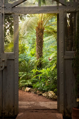 Vintage steel and glass door in greenhouse with lush plants. View of old tropical greenhouse with evergreen plants, sunlight