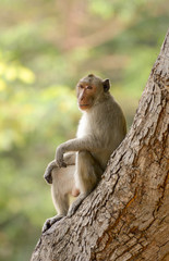 Southern pig-tailed macaque