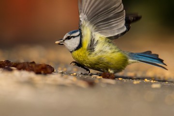 Fototapeta premium Blaumeise kurz vor dem abheben 