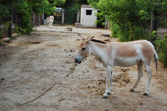 kulan
