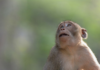 Head shot of Southern pig-tailed macaque