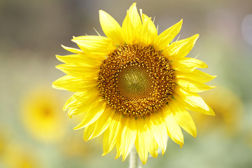 Obraz premium Sunflower at Sunflowers field, attractive blossom in national park, organic agriculture wallpaper backgrounds