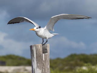 Fototapeta na wymiar Thalasseus maximus aka Royal tern perched on pier in the wild