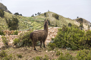 Isla del Sol on lake Titicaca in Bolivia