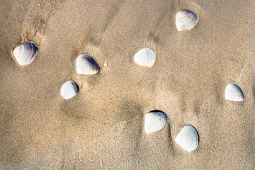 Fototapeta na wymiar White seashells on sand