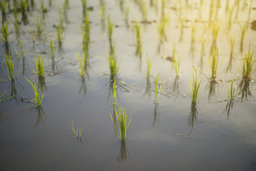 Selective focus of Young green paddy seed.