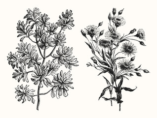 Vintage Floral Line Art - Early 1800s Botanical Illustrations - obrazy, fototapety, plakaty