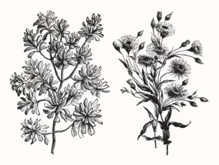 Fotobehang Vintage Floral Line Art - Early 1800s Botanical Illustrations © Vector Hut