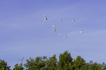 Great Egret, aka the common egret, large egret, or great white heron. Majestic white feathers. it is a large heron with all-white plumaje,  black legs and feet and yellow bill, which it uses as spear 