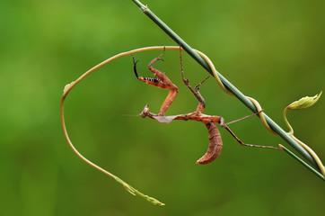 praying mantis