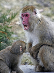 macaque japonais