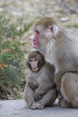 macaque japonais