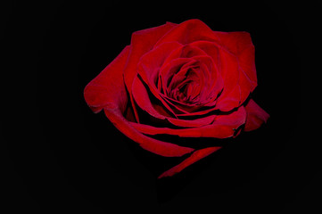 red rose on white background. red flower on a white background
