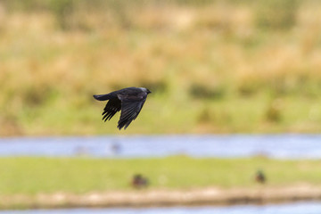 Obraz premium Eichelhäher auf einem Ast