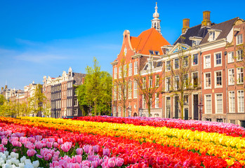 Obraz premium Traditional old buildings and tulips in Amsterdam, Netherlands