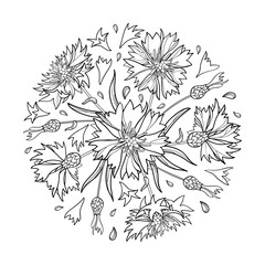 Vector round bouquet with outline Cornflower, Knapweed or Centaurea flower, bud and leaf in black isolated on white background. Ornate contour Cornflower bunch for summer design or coloring book. 