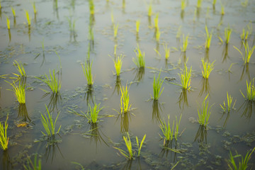 Selective focus of Young green paddy seed.