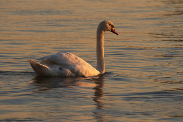 Höckerschwan