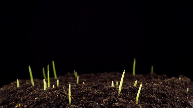 Accelerated Growth of Fresh New Green Grass on the Dark Earthen Ground. Timelapse. 4K.
