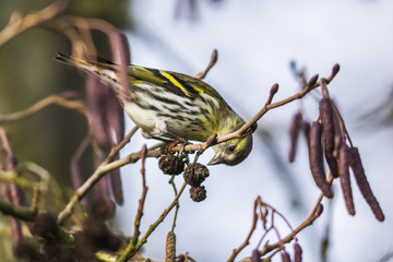 Erlenzeisig (Carduelis spinus)
