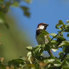 Spatz Sperling