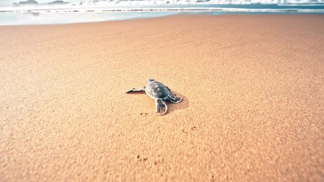 Little turtle on sand
