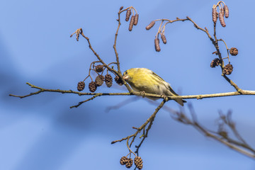 Erlenzeisig (Carduelis spinus)