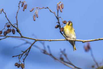 Erlenzeisig (Carduelis spinus)
