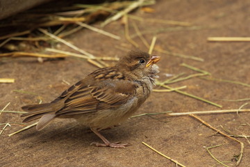 Spatz Sperling Jungvogel