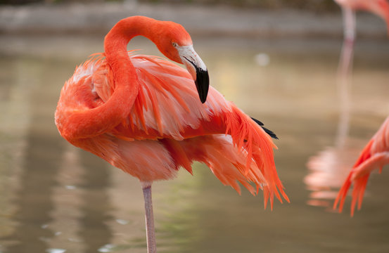 close-up of flamingo wading in water.