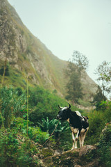 Black and white cow grazing in mountains. Domestic animal on Santo Antao, Cape Verde