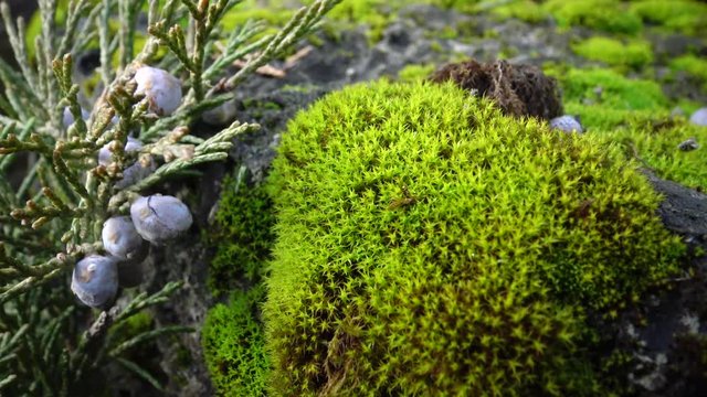 Mosses are small flowerless plants, Bryophyta