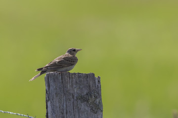 Feldlerche (Alauda arvensis)