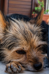 Primo ppiano di cagnolino yorkshire © starsbread