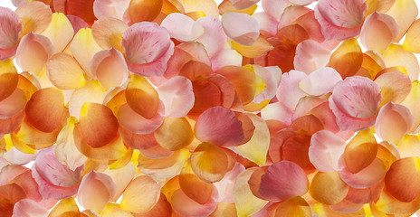 fondo de pétalos de rosas de varios colores