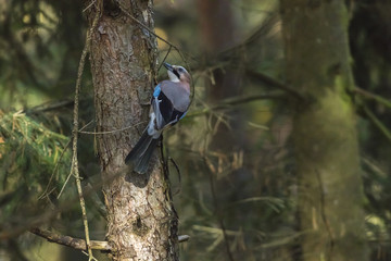 Eichelhäher (Garrulus glandarius)