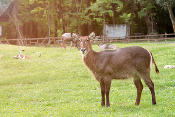 Female waterbuck standing in the green grassland with warm light flare