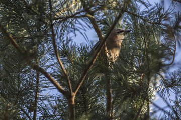 Eichelhäher (Garrulus glandarius)