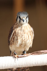 American Kestrel / Bird